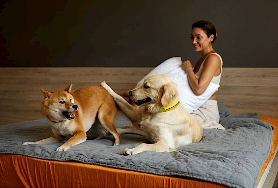 Köpek Oteli Seçerken Nelere Dikkat Etmelisiniz?