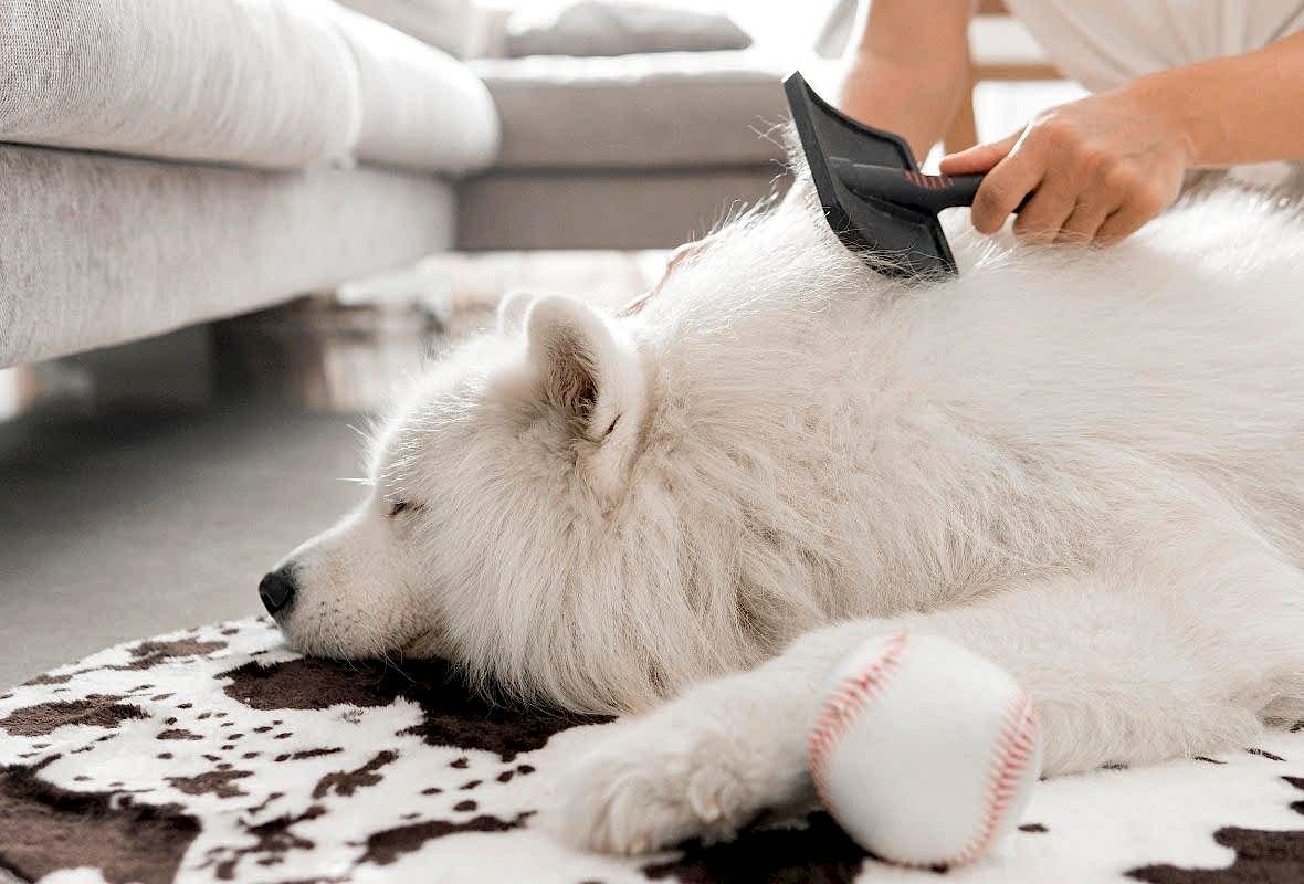Köpeğinizin Tüyleri Neden Matlaşır? Profesyonel Bakımın Önemi