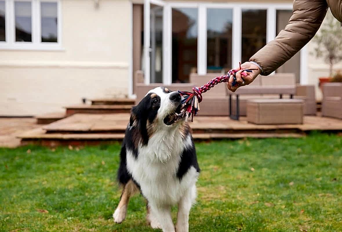 Köpeğiniz Neden Diğer Köpeklerle Vakit Geçirmeli?